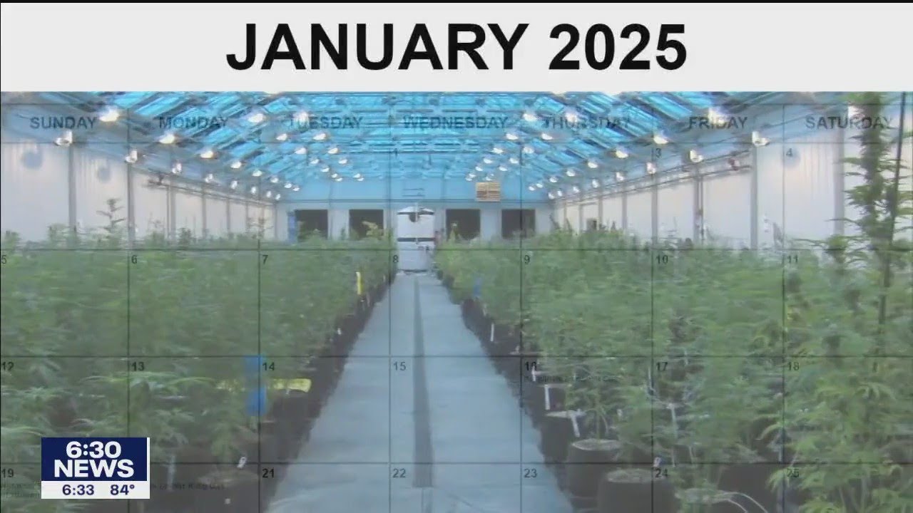 Tribal marijuana dispensaries I KMSP FOX 9