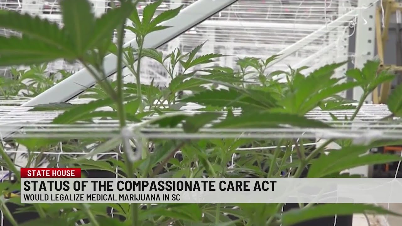 S.C. Senator advocates for medical marijuana for 2026