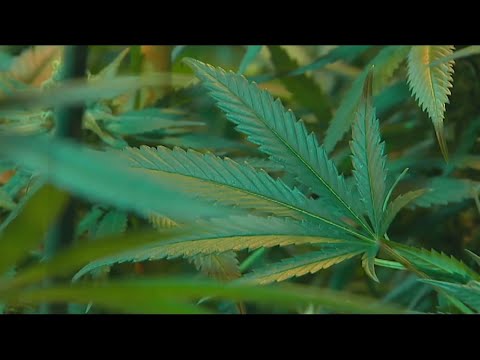 Pa. lawmakers push for legal cannabis in bipartisan bill