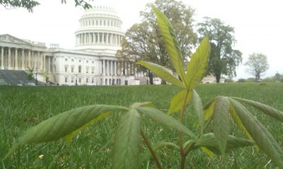 cannabis plant outside the us capitol building