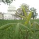 cannabis plant outside the us capitol building