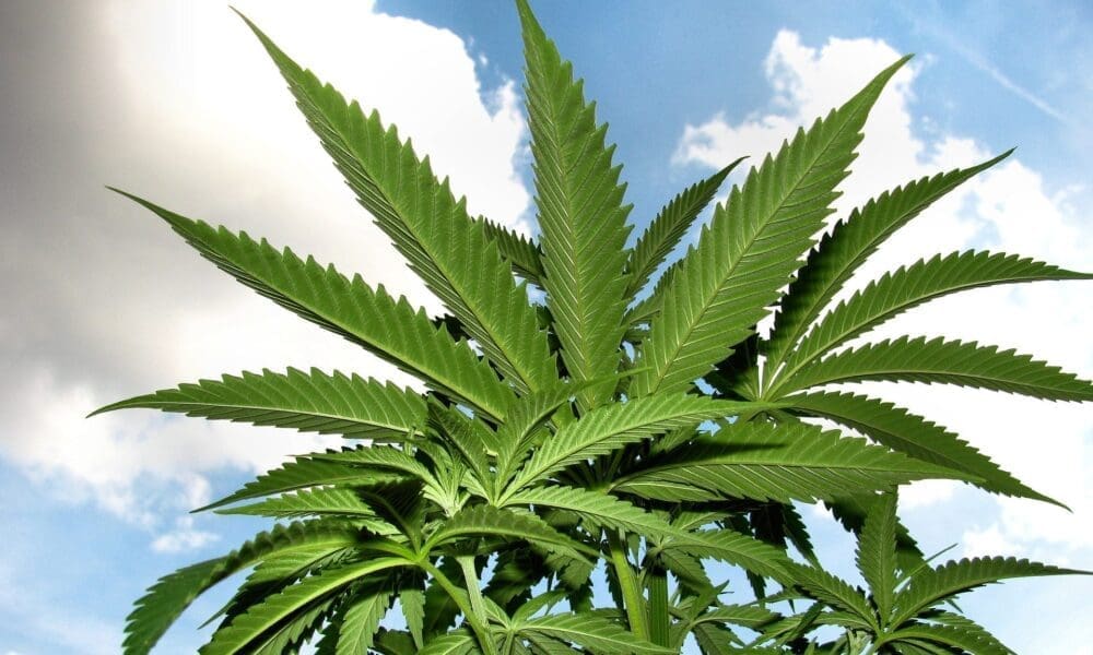 AOC & GOP cannabis expungements bill in Congress (Newsletter: December 3, 2021) AOC & GOP cannabis expungements bill in Congress (Newsletter: December 3, 2021)