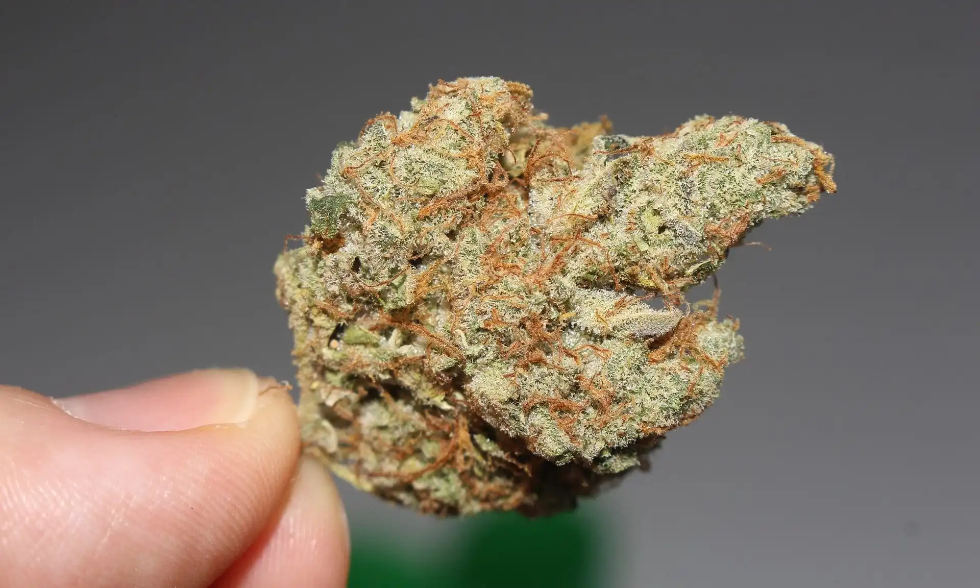 marijuanamoment.net - Tom Angell - DOJ defends cannabis user gun ban, even if rescheduling happens (Newsletter: February 23, 2026)