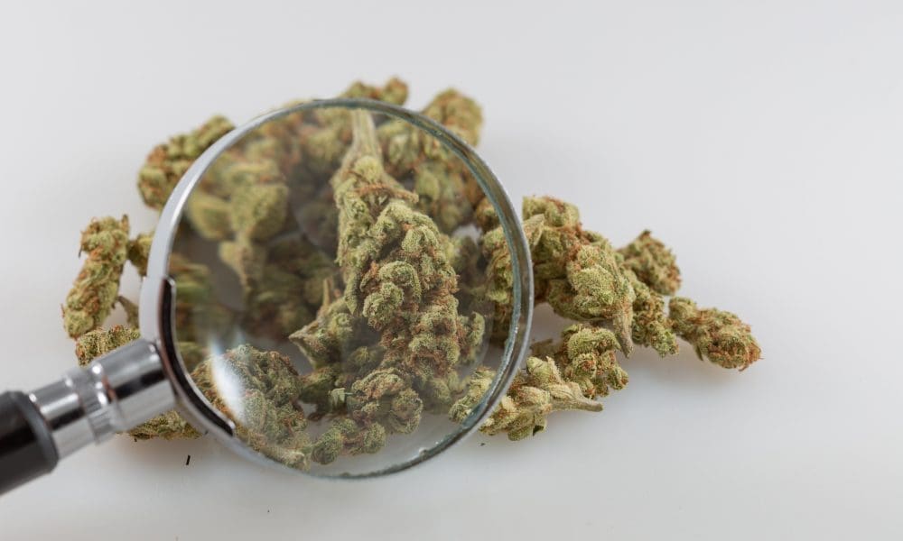 photo of New Federally Backed Marijuana Research Center Launches image