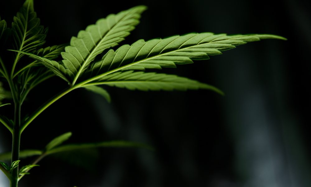 Arkansas Ballot Initiative Would Allow Medical Marijuana Homegrow And Trigger Recreational Legalization After Federal Reform