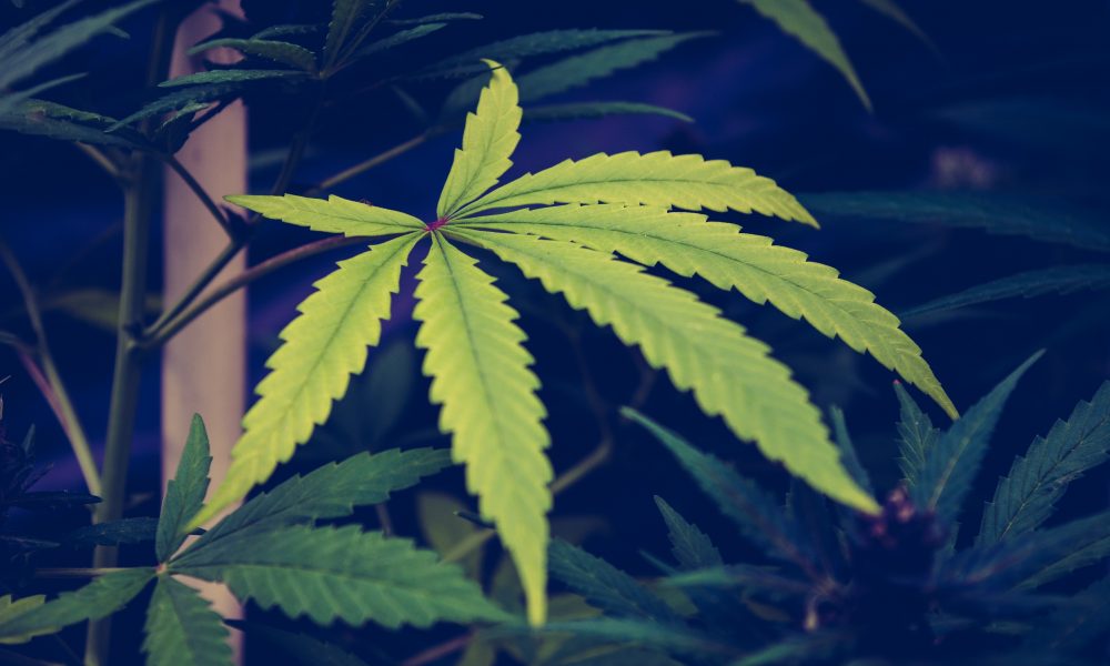 Biden Admin Will Seek To Dismiss Marijuana Industry Lawsuit Challenging Prohibition, DOJ Tells Federal Court