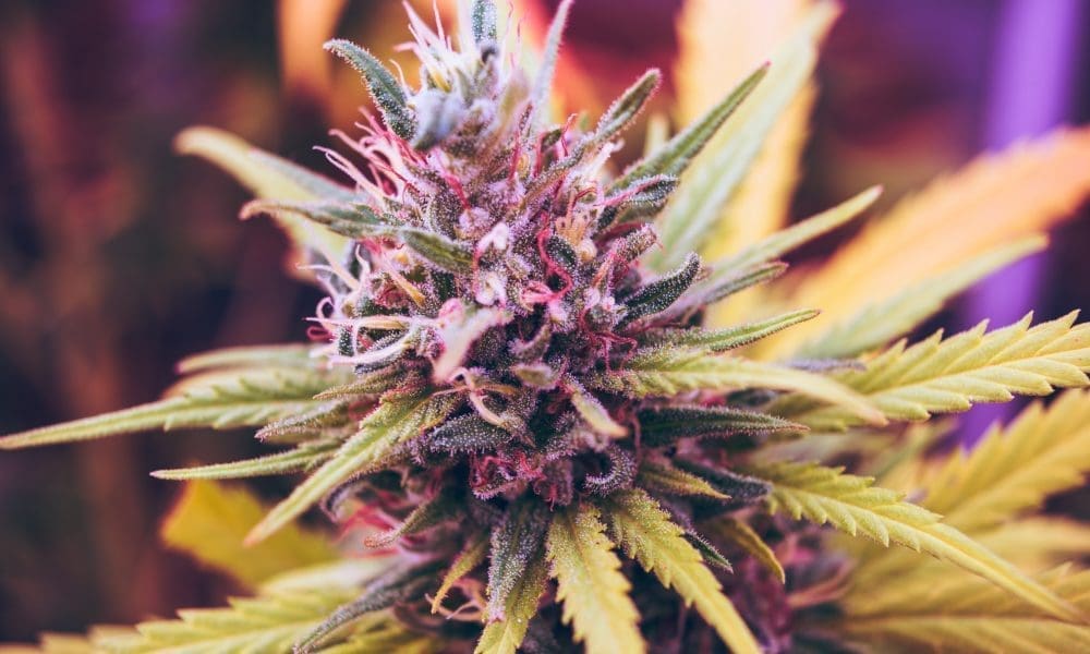 Mississippi Indian Tribe Schedules Hearings Ahead Of Vote To Legalize Marijuana Within Its Territory Next Month