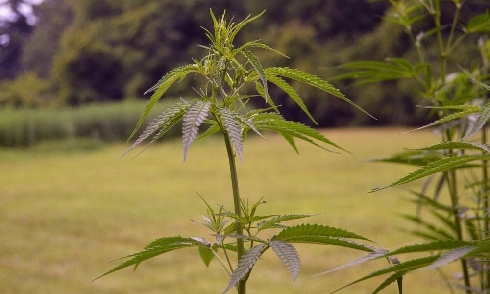 photo of Texas House Panel Replaces Senate’s Hemp Product Ban With A Regulatory Structure For THC Edibles, Drinks And Smokable… image