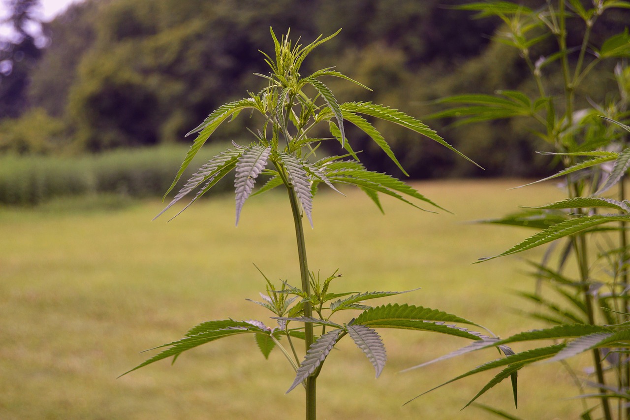 State Cannabis Regulators Urge Congress To Change Hemp And Cannabinoid Rules Through 2023 Farm Bill