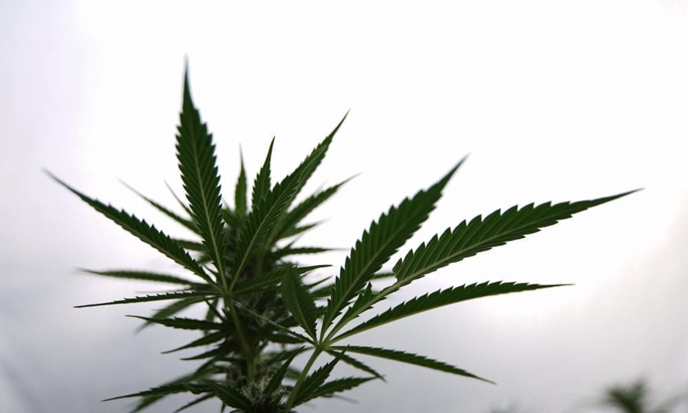 FDA eyes cannabis regulatory recommendations within months (Newsletter: December 28, 2022) FDA eyes cannabis regulatory recommendations within months (Newsletter: December 28, 2022)