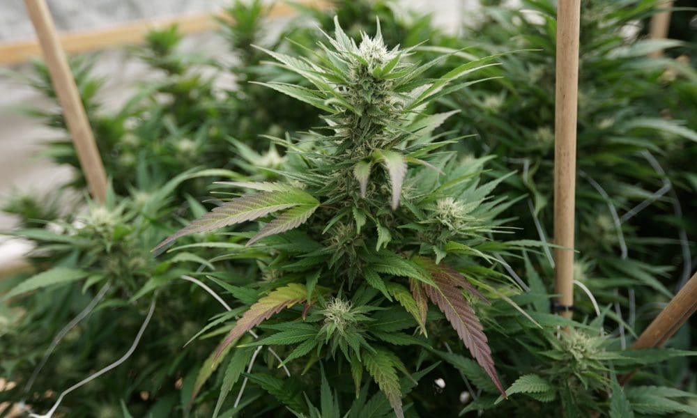 Alabama Medical Marijuana Firm Asks Appeals Court To Block Regulators From Using Old Scores To Award Licenses