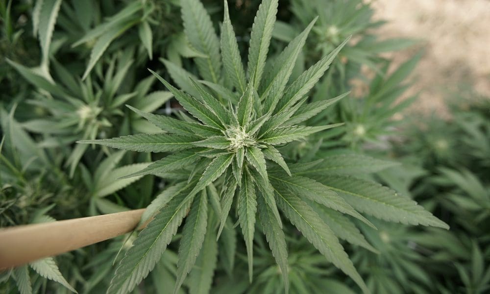 Pennsylvania’s State-Run Marijuana Model Is Not A True Path To Local Ownership (Op-Ed)