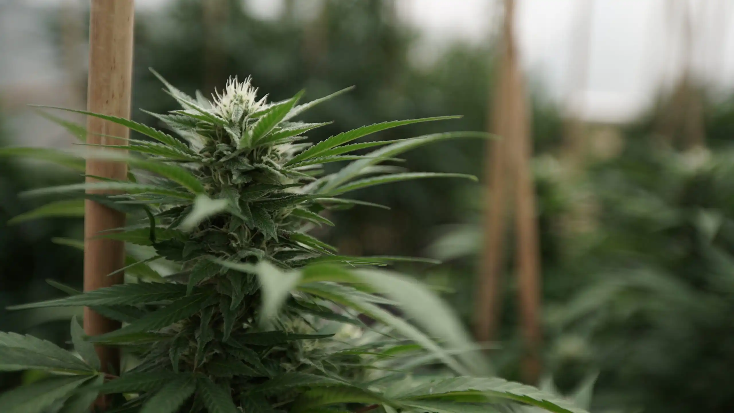 Missouri Audit Highlights Marijuana Licensing ‘Deficiencies,’ Drawing Pushback From Regulators