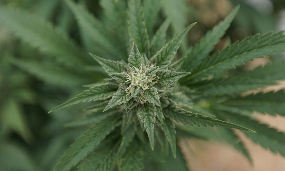 DEA Says Marijuana Seeds Are Considered Legal Hemp As Long As They Don't  Exceed THC Limit - Marijuana Moment