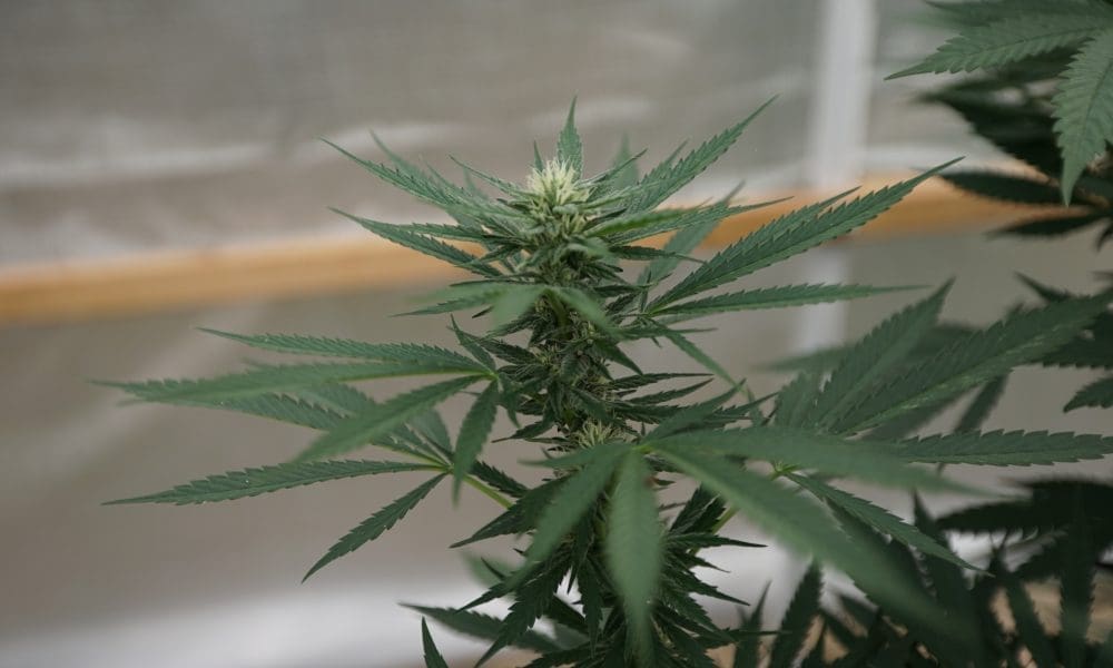 Connecticut Officials Create New Office To Regulate Medical And Adult-Use Marijuana Connecticut Officials Create New Office To Regulate Medical And Adult-Use Marijuana
