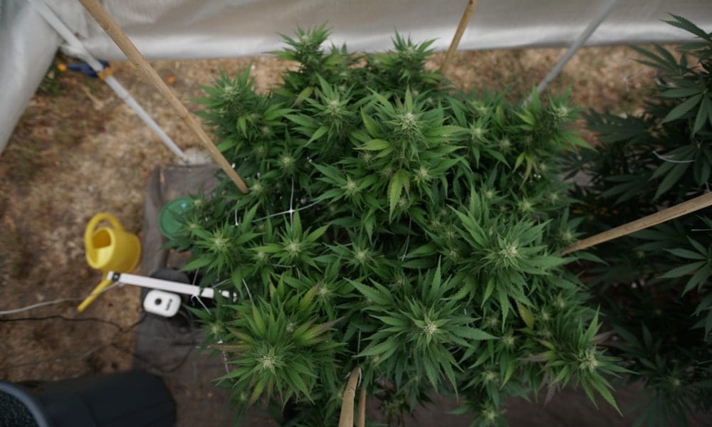 State Audit Finds Michigan’s Marijuana Regulators Are Falling Behind On Disciplinary Action For Business Violations