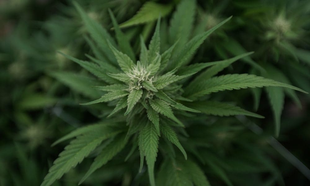 Banking chair wants cannabis vote in 2-3 weeks (Newsletter: June 8, 2023)