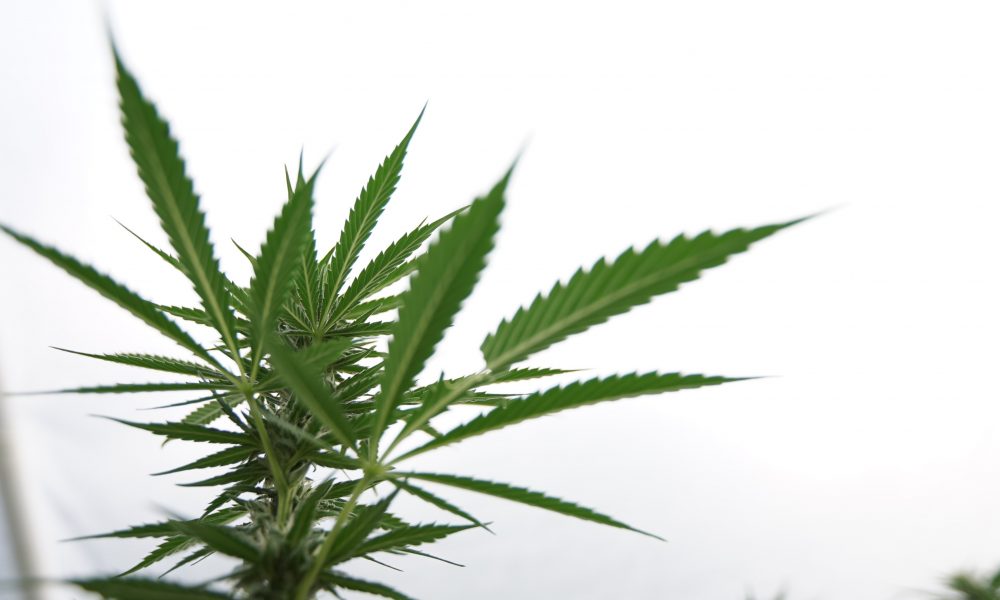 photo of South Carolina GOP Senator Files Revised Medical Marijuana Legalization Bill image