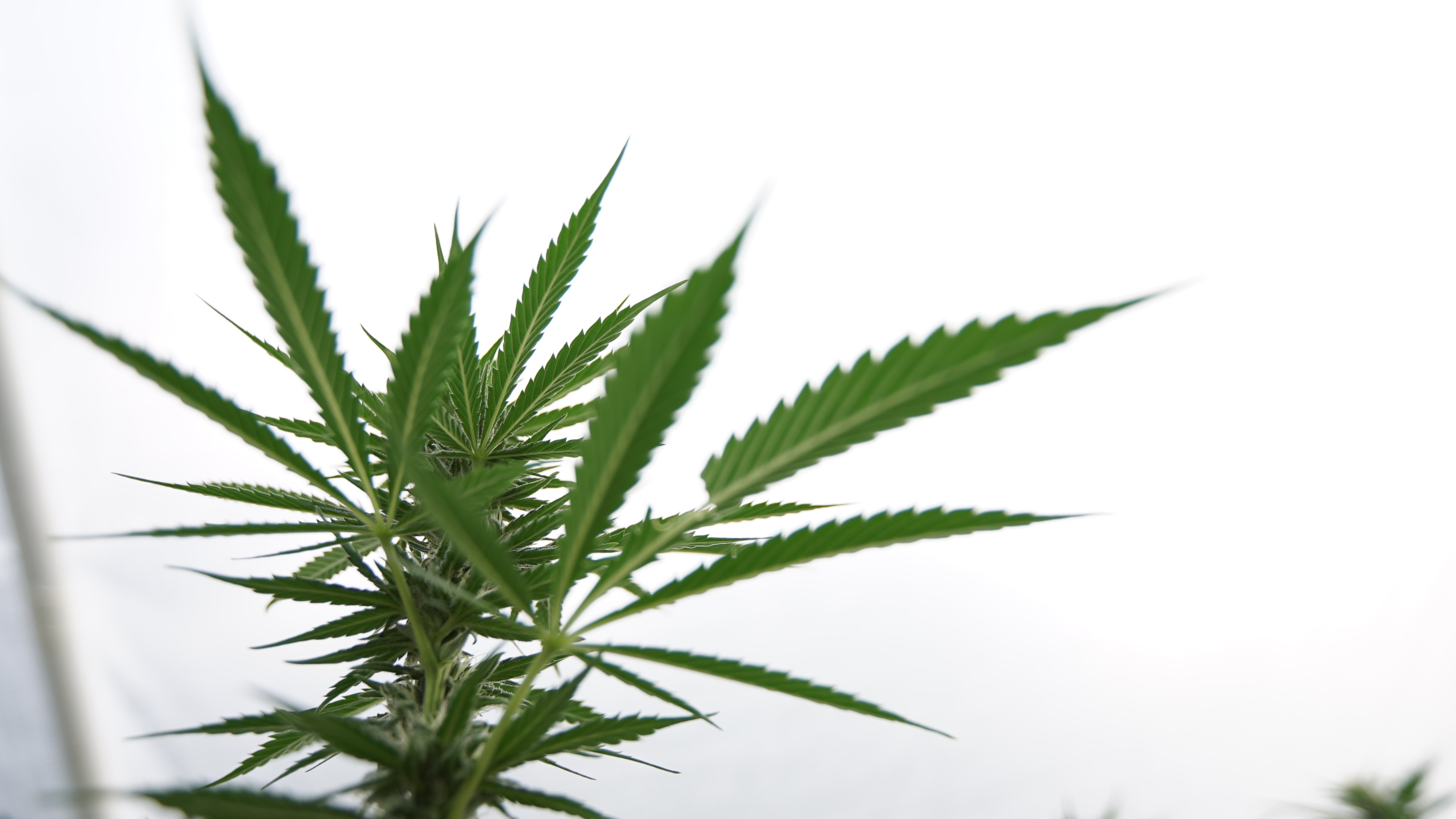 South Carolina GOP Senator Files Revised Medical Marijuana Legalization Bill