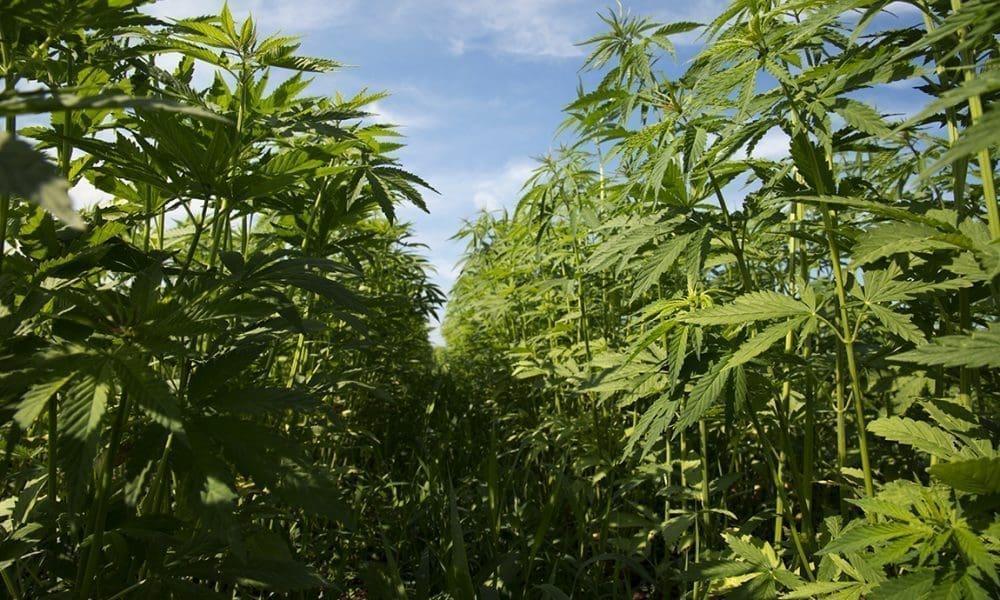 photo of Hemp Farmers Now Eligible For USDA Coronavirus Relief Program image