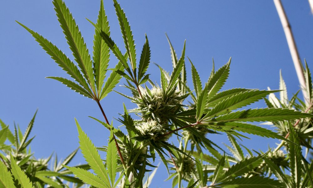 photo of Idaho Activists Launch Signature Drive To Put Medical Marijuana Legalization On 2024 Ballot image