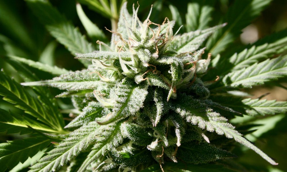 USDA Reminds Workers To Avoid Marijuana And CBD Amid ‘Uptick’ In Positive THC Tests And ‘Confusion’ Over State Reform Movement