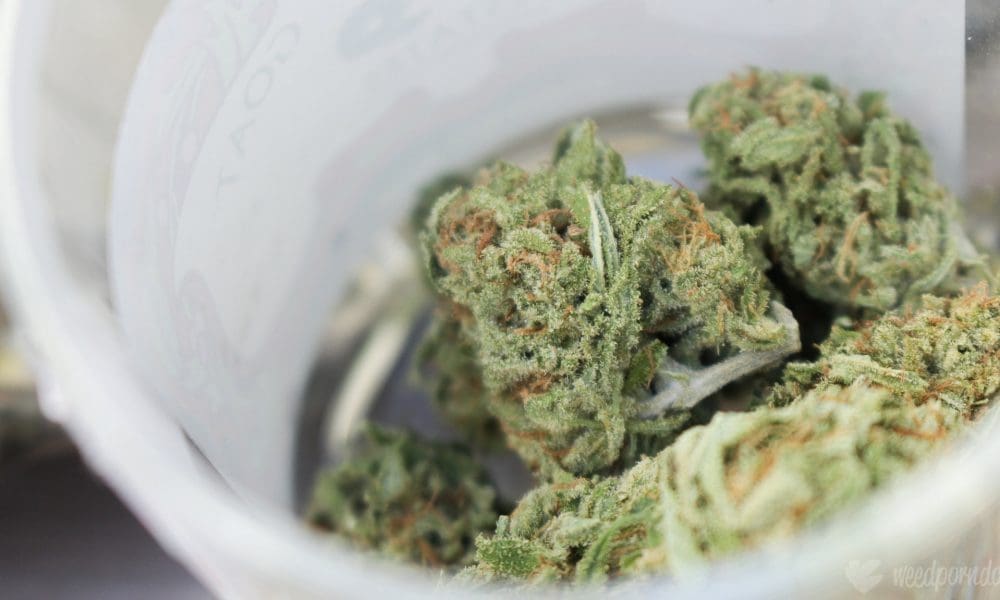 photo of Areas With More Marijuana Dispensaries Have Fewer Opioid Deaths, New Study Finds image