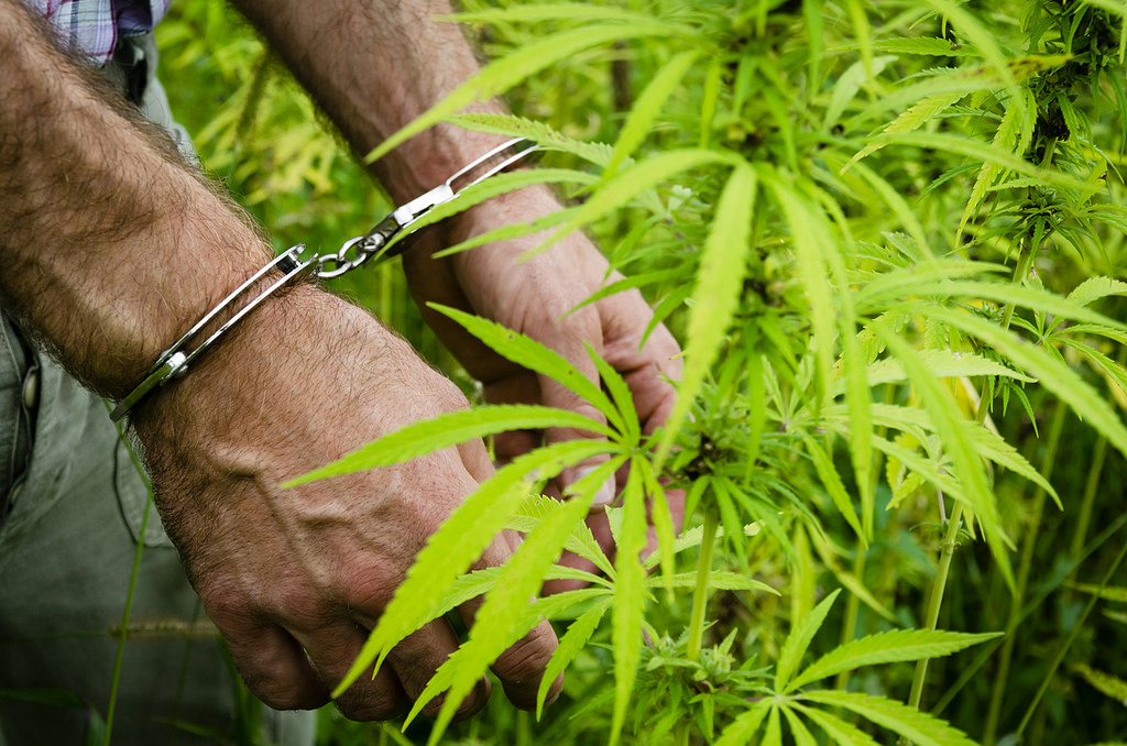 Marijuana Arrests Dropped Sharply In 2020 As Both COVID And Legalization Spread, FBI Data Shows