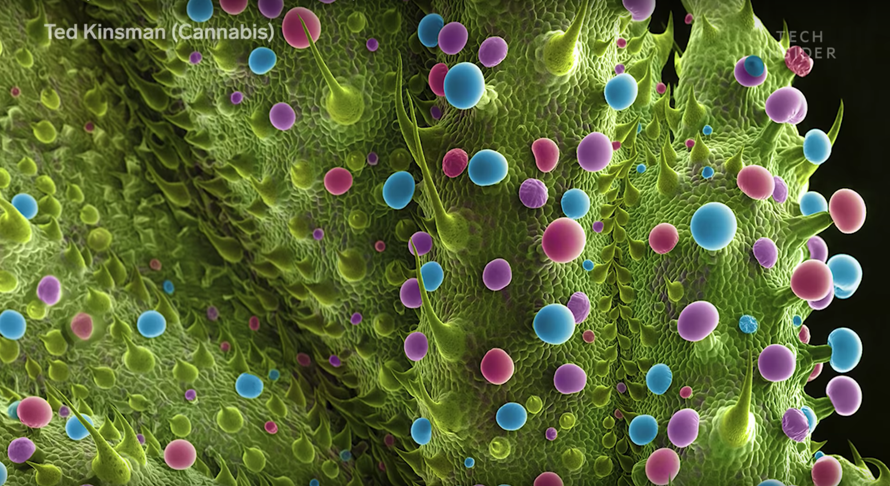 Фото марихуаны под микроскопом как сделать масло с конопли
