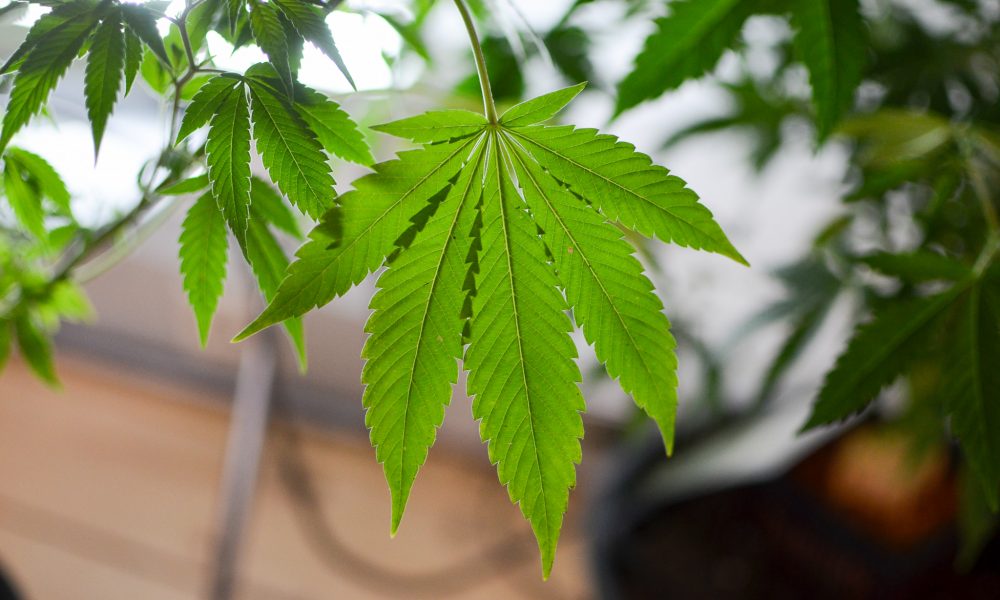 Ohio Lawmakers’ Plan To Redirect Marijuana Legalization Revenue Could Reduce Economic Efficiency (Op-Ed)