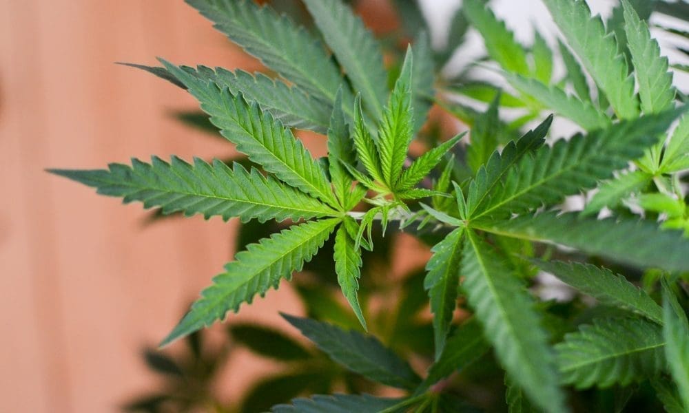 A coalition of state marijuana regulators met with federal officials and members of Congress this week to discuss the potential impact that national l