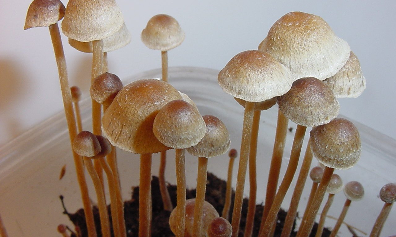 Oregon Campaign To Legalize Psilocybin Mushrooms For Therapeutic