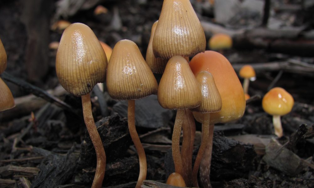 Oregon Psychedelic Mushroom Campaign Collects More Than 100 000