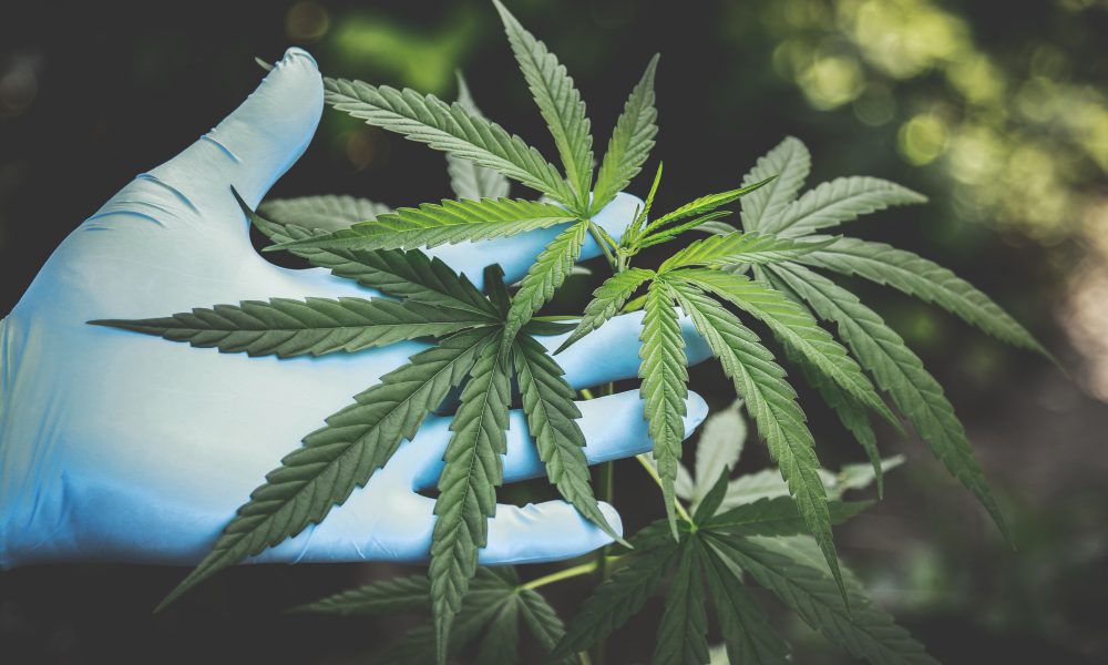 Federal Health Agency Releases List Of Marijuana Research Priorities