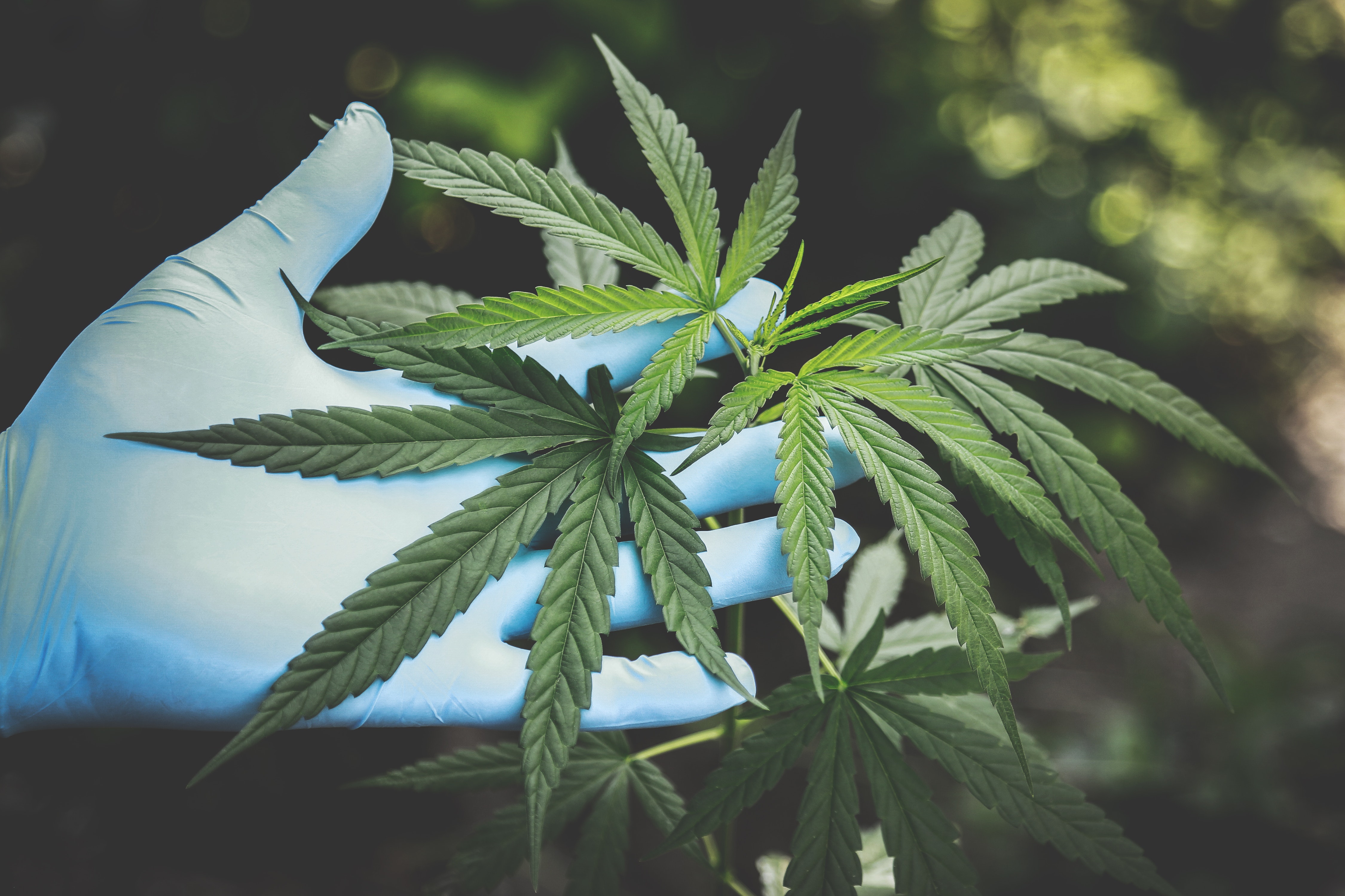 Feds Talk Cannabis With State Regulators Newsletter June 28 2021 - Marijuana Moment