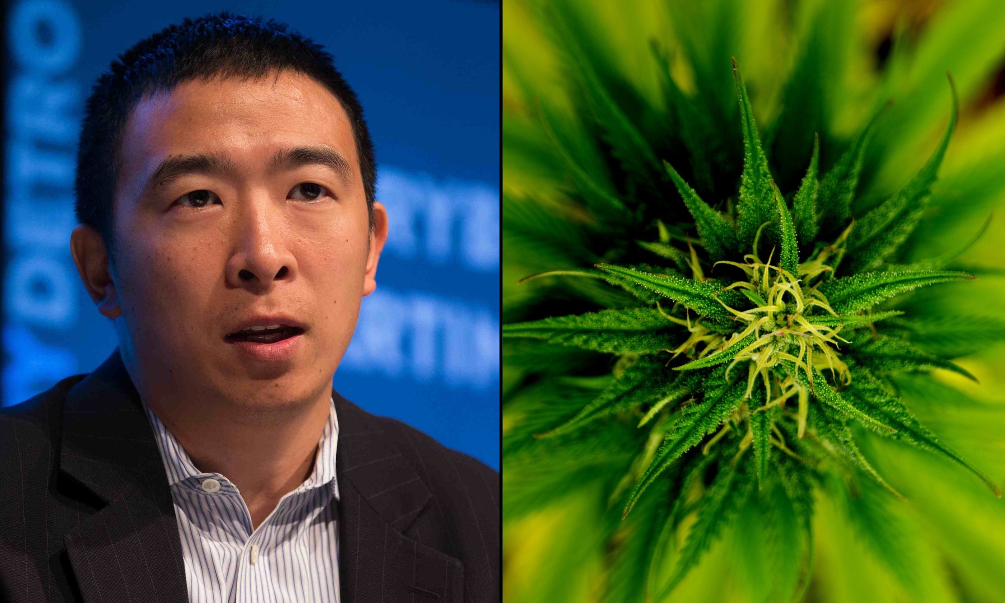 Where Presidential Candidate Andrew Yang Stands On Marijuana | Marijuana Moment