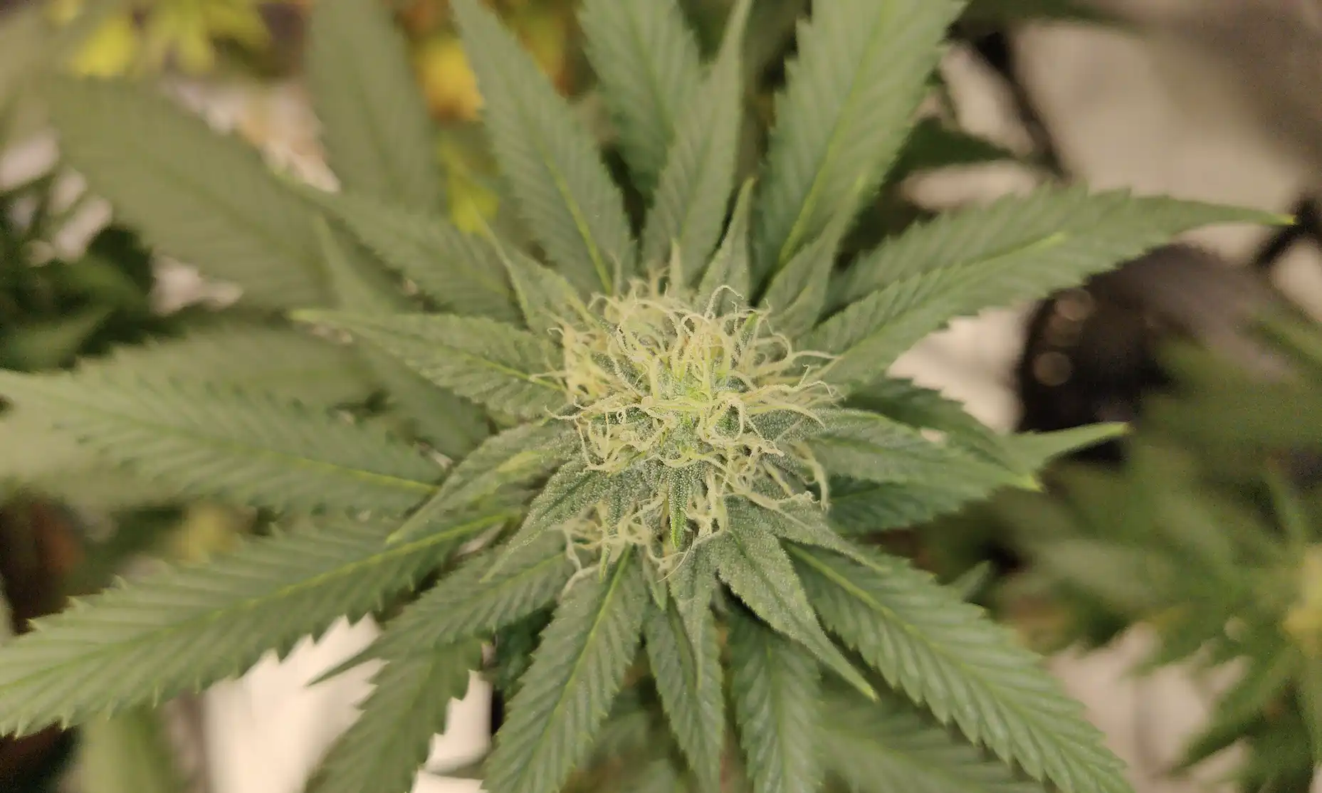 Nebraska Lawmakers Approve Tweak To Change Medical Cannabis Commission Rules