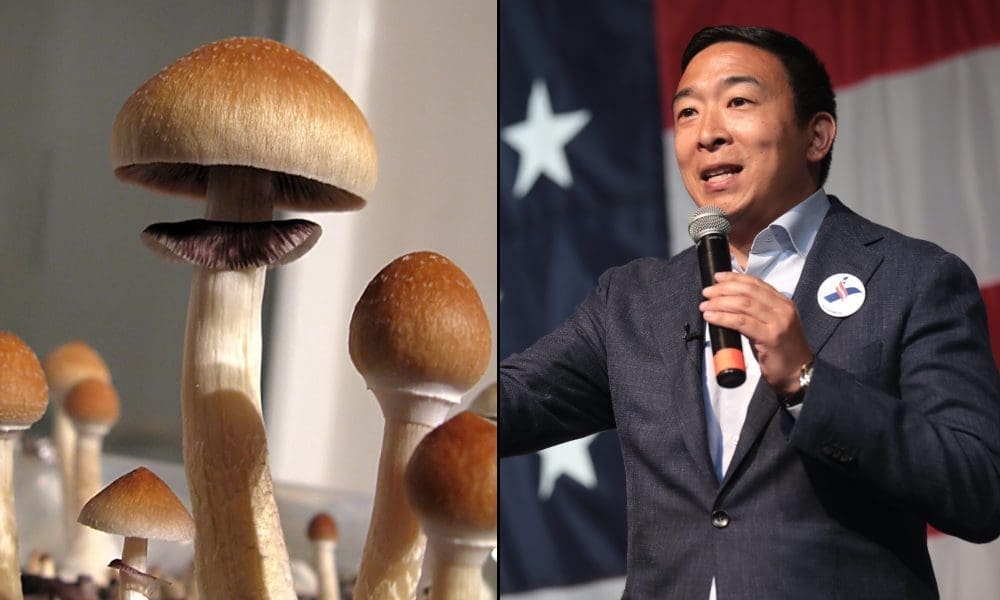 photo of Andrew Yang Proposes Legal Psychedelic Therapies For Veterans In NYC Mayoral Plan image