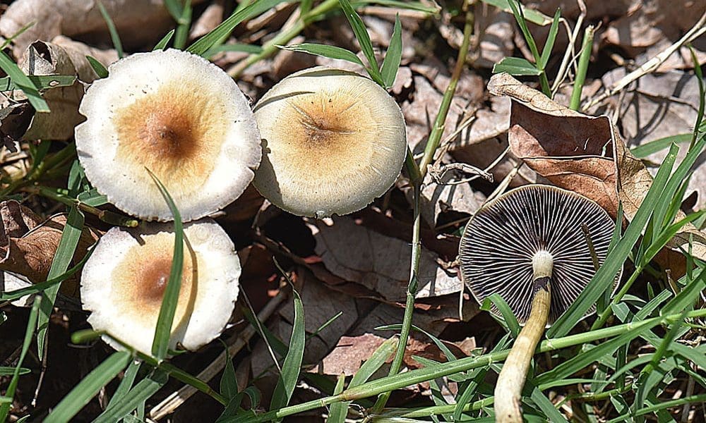 photo of Virginia Bill To Reschedule Psilocybin And Create Board To Study Therapeutic Access Heads To Senate Floor image