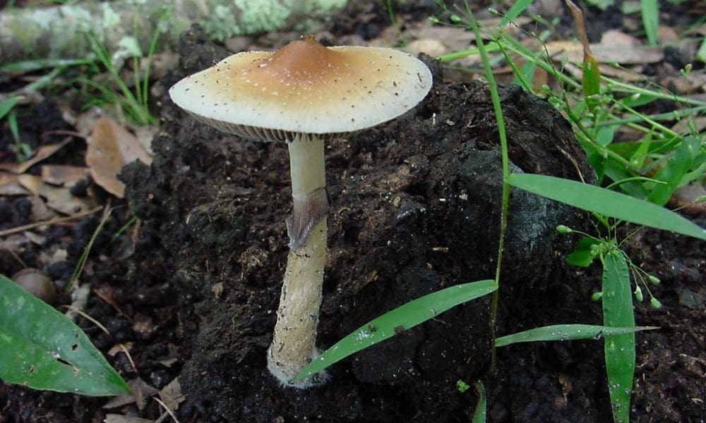 photo of Feds Fund Study Into Whether Psilocybin Can Help People Quit Smoking Cigarettes image