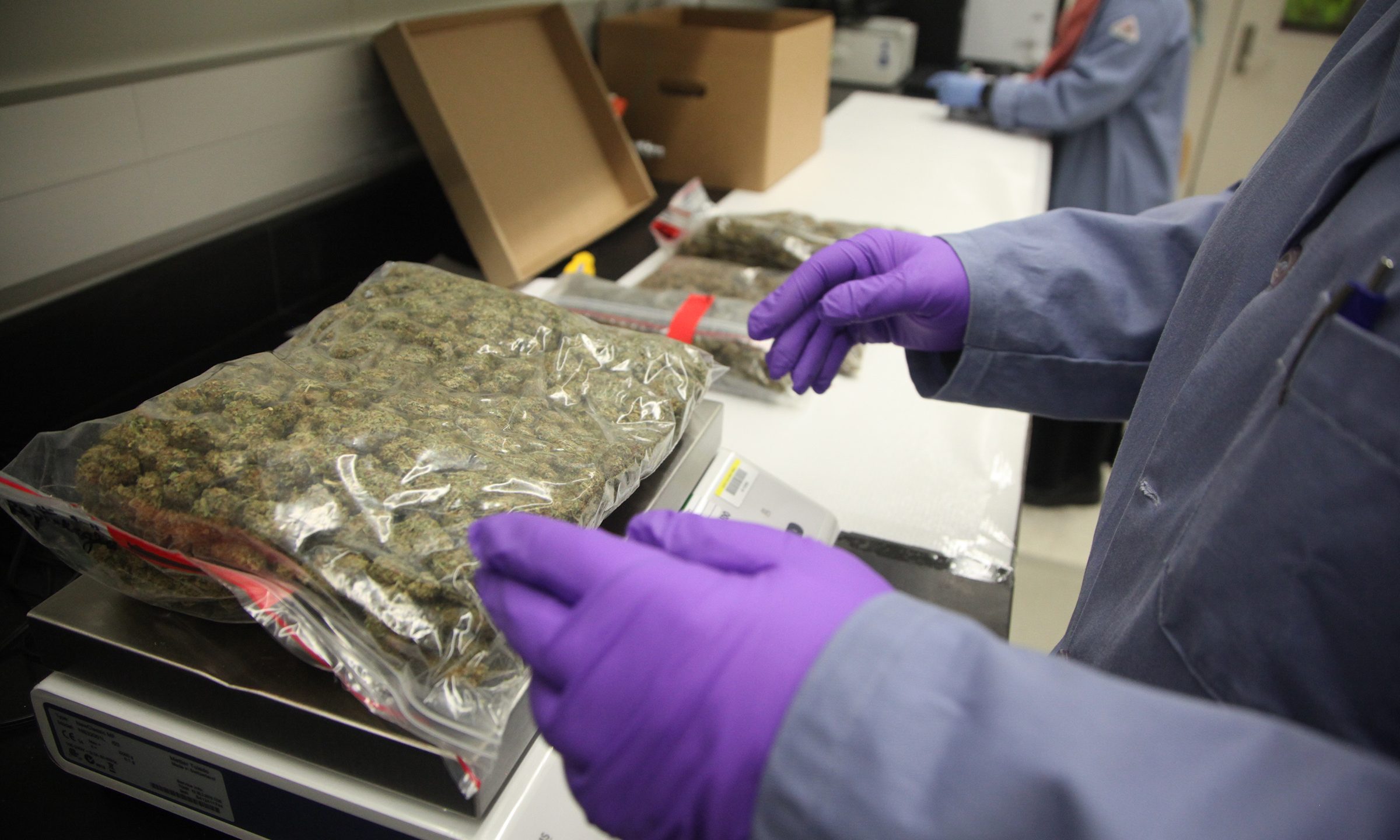 Feds To Send Marijuana And Hemp Samples To Labs As Part Of Large-Scale  Testing Accuracy Study - Marijuana Moment