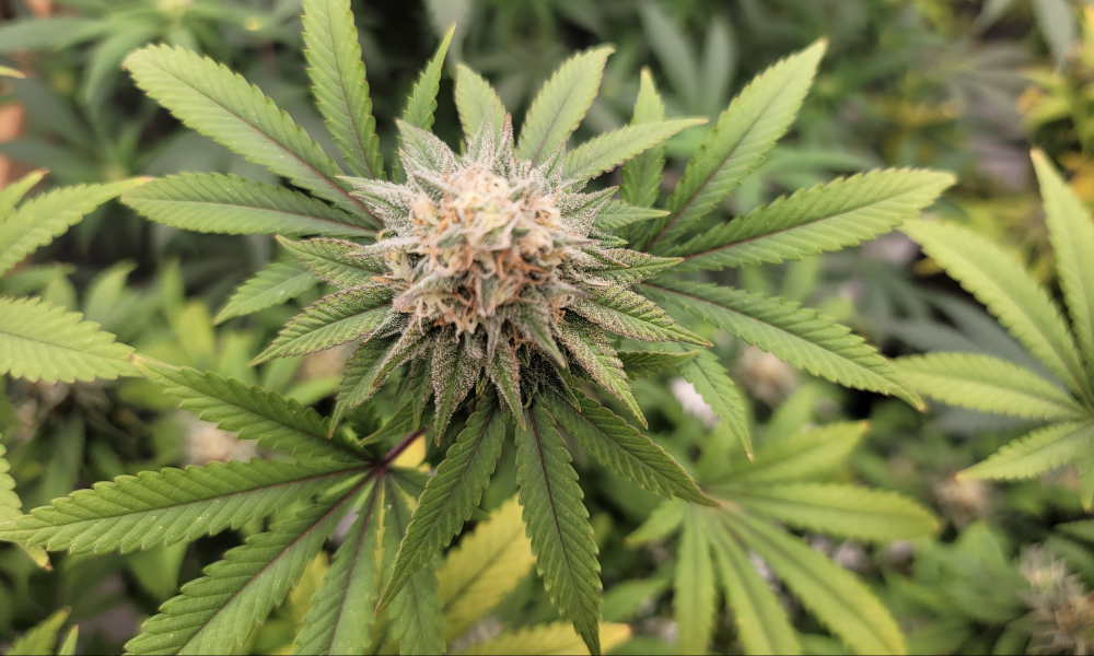 New York regulators plan to open marijuana farmers’ markets ‘within a month’ to meet demand