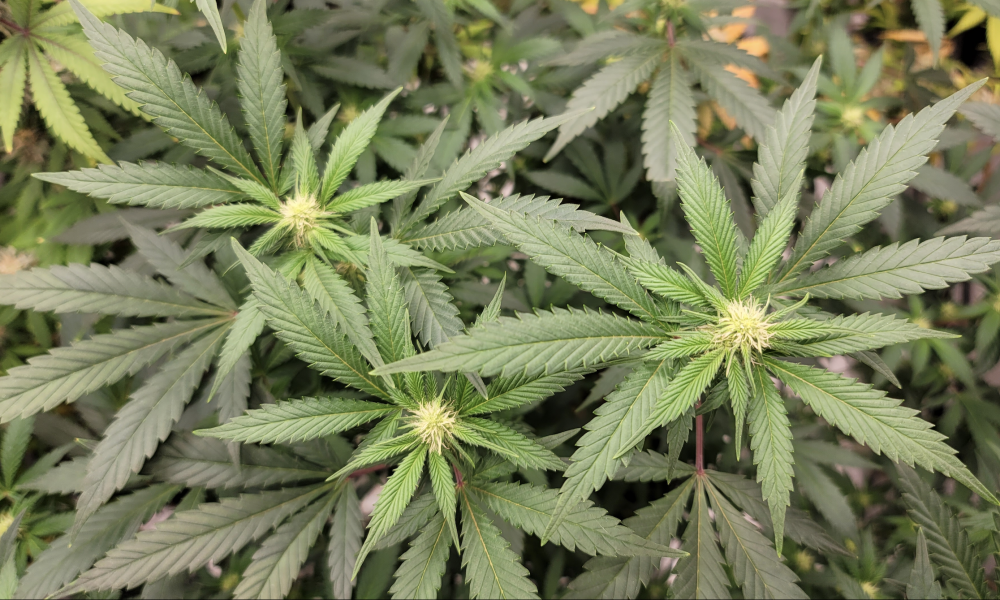 New South Dakota Marijuana Legalization Ballot Initiative Would Let Dispensaries Launch Adult-Use Sales