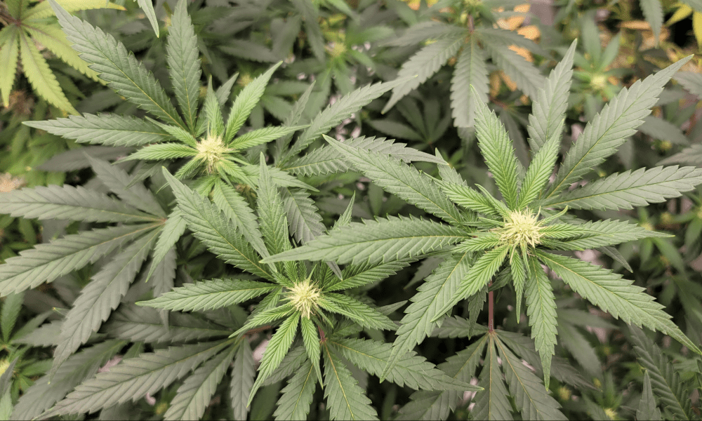 South Carolina Senate Approves Medical Marijuana Bill On Initial Vote After Weeks Of Debate