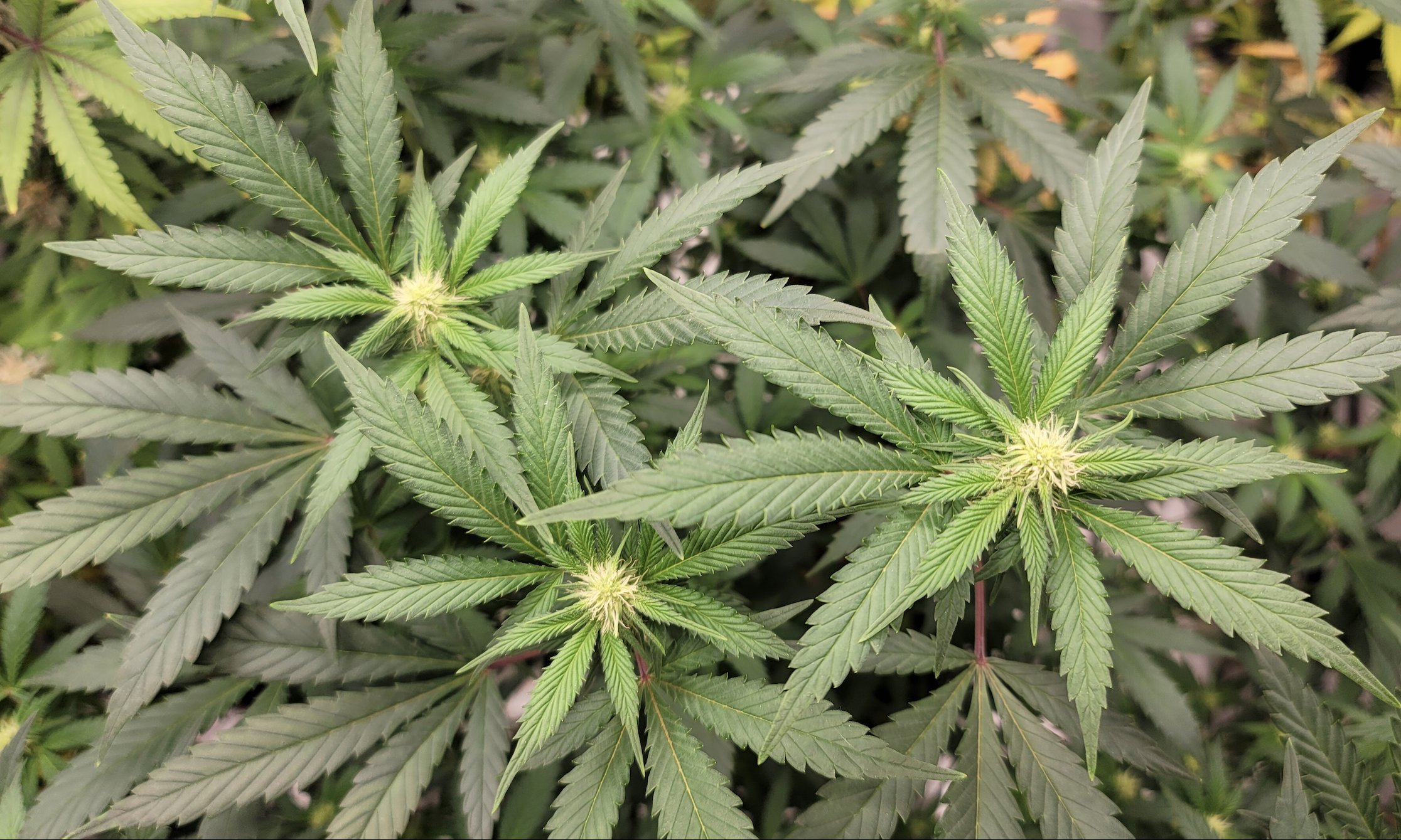 Washington state, Colorado officials await federal response to their  states' legalization of marijuana - Peninsula Daily News