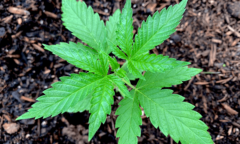 photo of Congressional Lawmakers Seek To Build Support For Amendment To Protect All Marijuana States From Federal Interference image