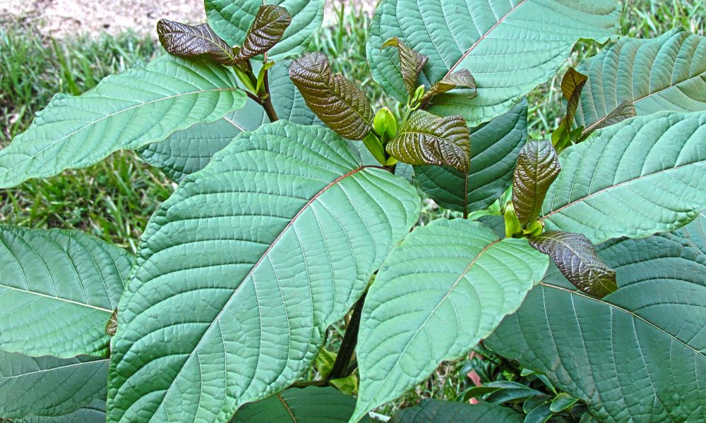 Federal Lawmakers Are Preparing To Reintroduce Legislation To Regulate Kratom Amid Pushback To FDA-Proposed Ban