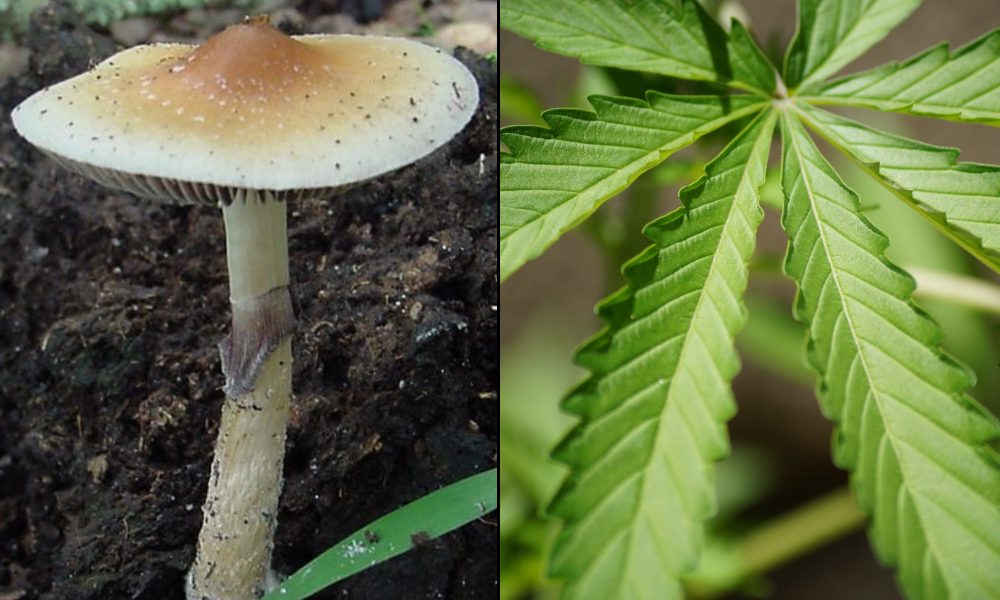 DEA Calls For Massive Increases In Psilocybin, Ibogaine And THC Manufacturing This Year To Meet Research Demands