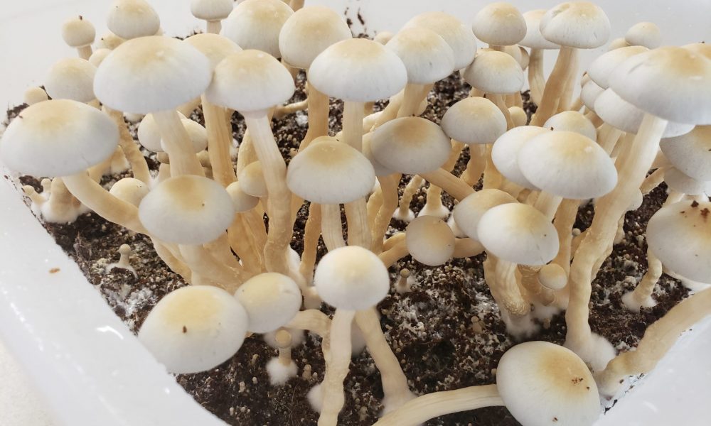 photo of Oregon Approves Nation’s First Psilocybin Grower License To Supply Psychedelic Service Centers image