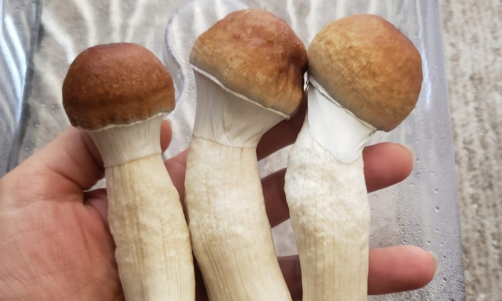 Psilocybin Associated With ‘Significant’ And ‘Persisting’ Decreases In Depression, Anxiety, Alcohol Misuse And More, New Study Finds